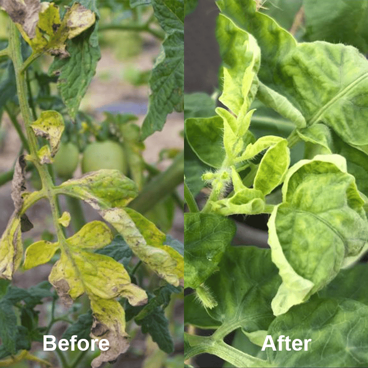 Chlorophyll Spray