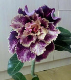 Desert Rose Seeds – Exotic Blooms for Your Garden