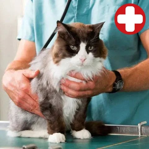 (🎅CHRISTMAS HOT SALE-49% OFF) CatCare Spa Brush