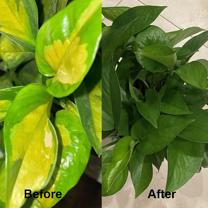 Chlorophyll Spray
