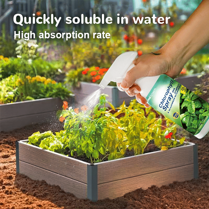 Chlorophyll Spray