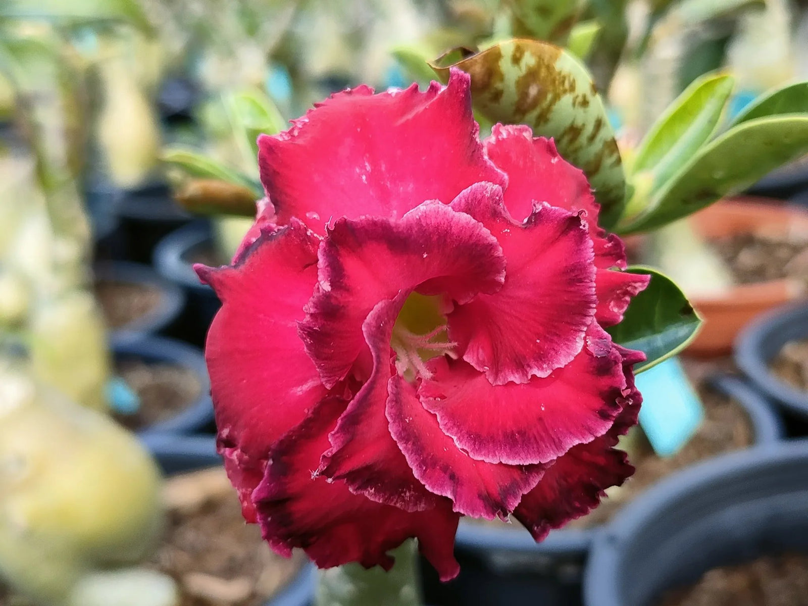Desert Rose Seeds – Exotic Blooms for Your Garden