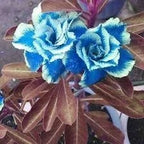 Desert Rose Seeds – Exotic Blooms for Your Garden