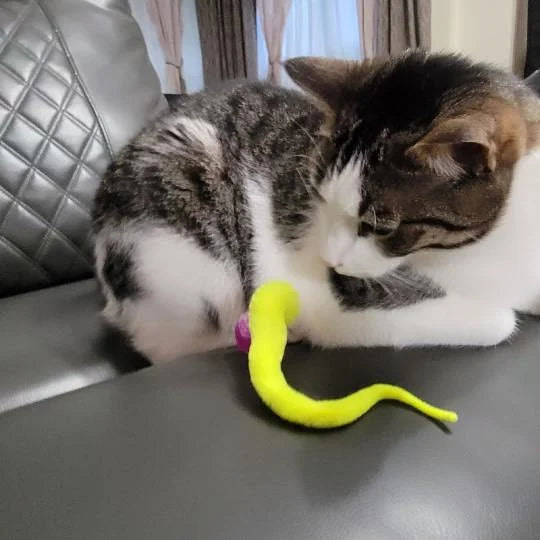 2023 Hot Sale🔥Typared Jiggle Ball for Cat