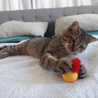 2023 Hot Sale🔥Typared Jiggle Ball for Cat