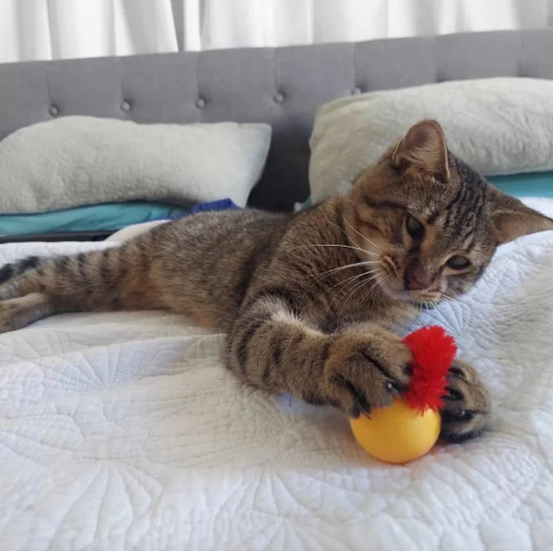 2023 Hot Sale🔥Typared Jiggle Ball for Cat