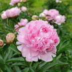 COST PRICE PROMOTION🌺THE QUEEN OF FLOWERS—DOUBLE PETALED PIANI