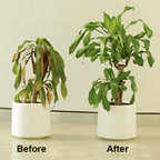 Chlorophyll Spray