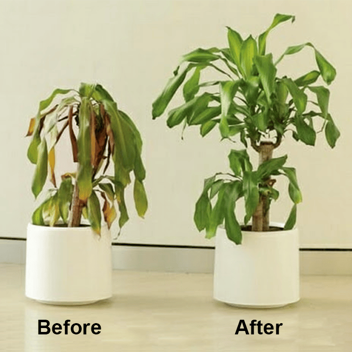 Chlorophyll Spray