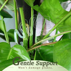 Cithway Invisible Plant Pro Stem Support