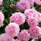 COST PRICE PROMOTION🌺THE QUEEN OF FLOWERS—DOUBLE PETALED PIANI