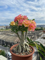 Desert Rose Seeds – Exotic Blooms for Your Garden