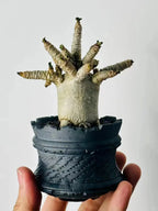Desert Rose Seeds – Exotic Blooms for Your Garden