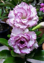 Desert Rose Seeds – Exotic Blooms for Your Garden