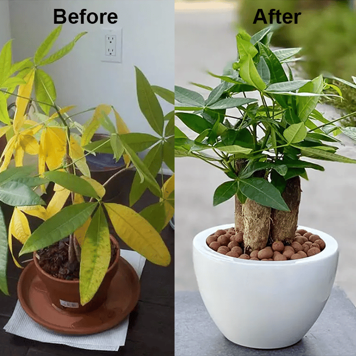 Chlorophyll Spray