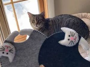 Cute cat coasters