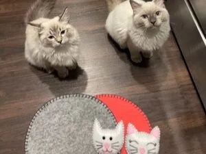 Cute cat coasters